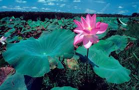 Attēlu rezultāti vaicājumam “Lotus sp. flower”