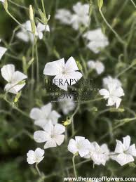 Image result for Agrostemma githago