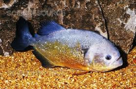 Image result for Prestatyn Piranhas