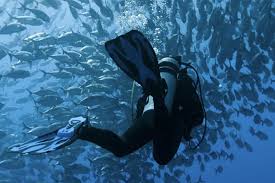 Image result for Manta Divers Sub-Aqua Club