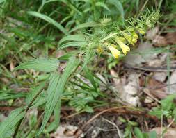 Attēlu rezultāti vaicājumam “Melampyrum pratense leaf”