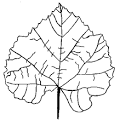 Leaves coloring page