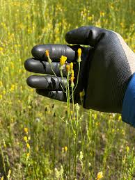 Attēlu rezultāti vaicājumam “Crepis paludosa fruit”