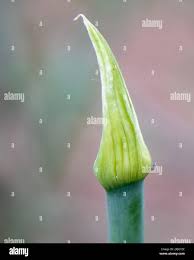 Attēlu rezultāti vaicājumam “Allium cepa bud”