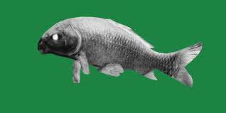 Image result for Ictiobus niger