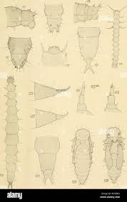 Attēlu rezultāti vaicājumam “Dendrophagus crenatus”