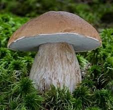 Attēlu rezultāti vaicājumam “Boletus edulis”