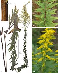 Attēlu rezultāti vaicājumam “Solidago virgaurea leaf”