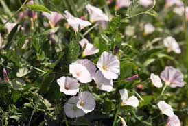 Attēlu rezultāti vaicājumam “Calystegia inflata leaf”