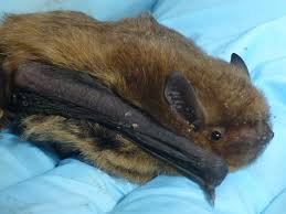 Attēlu rezultāti vaicājumam “Pipistrellus pygmaeus”