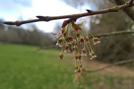 Attēlu rezultāti vaicājumam “Ulmus laevis flower”
