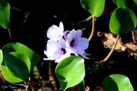 Attēlu rezultāti vaicājumam “Calypogeia azurea macro”