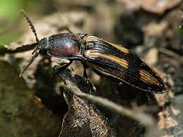 Attēlu rezultāti vaicājumam “Selatosomus cruciatus”