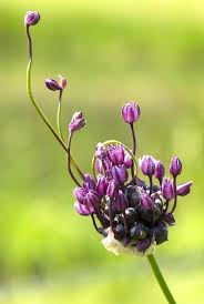 Attēlu rezultāti vaicājumam “Allium scorodoprasum fruit”