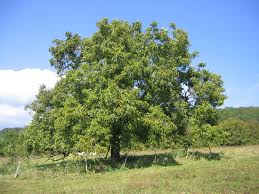 Attēlu rezultāti vaicājumam “Juglans x sinensis”