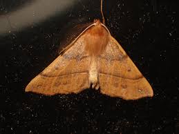 Attēlu rezultāti vaicājumam “Colotois pennaria”