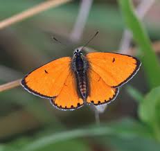 Attēlu rezultāti vaicājumam “Lycaena dispar”