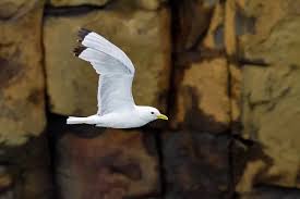 Attēlu rezultāti vaicājumam “Rissa tridactyla adult”