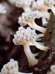 Attēlu rezultāti vaicājumam “Reticularia jurana macro”