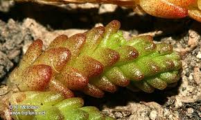 Attēlu rezultāti vaicājumam “Sedum acre leaf”