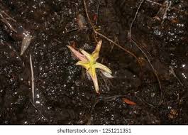 Attēlu rezultāti vaicājumam “Pinguicula vulgaris leaf”