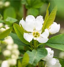 Attēlu rezultāti vaicājumam “Exochorda giraldii var. wilsonii”