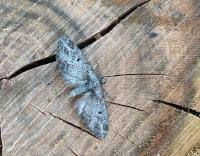 Attēlu rezultāti vaicājumam “Eupithecia exiguata”