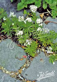 Image result for Galium odoratum