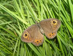 Attēlu rezultāti vaicājumam “Lasiommata petropolitana”