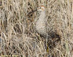 Image result for Calidris himantopus