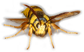 Attēlu rezultāti vaicājumam “Sesia apiformis”