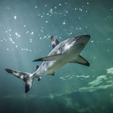 Image result for Carcharhinus amblyrhynchos
