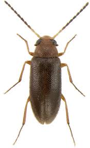 Attēlu rezultāti vaicājumam “Melandryidae”