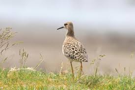 Attēlu rezultāti vaicājumam “Philomachus pugnax”