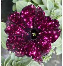 Image result for Petunie