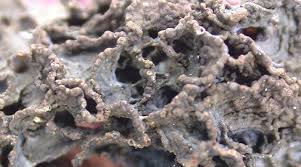 Attēlu rezultāti vaicājumam “Collema”