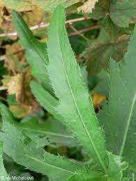 Attēlu rezultāti vaicājumam “Cirsium arvense leaf”