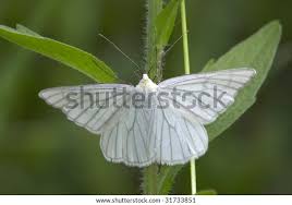 Attēlu rezultāti vaicājumam “Siona lineata”