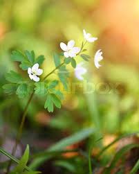 Attēlu rezultāti vaicājumam “Isopyrum thalictroides”