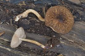 Attēlu rezultāti vaicājumam “Pluteus umbrosus”