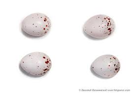 Attēlu rezultāti vaicājumam “Phylloscopus trochilus nest”