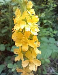 Image result for Agrimonia eupatoria