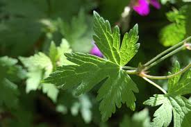 Attēlu rezultāti vaicājumam “Geranium palustre fruit”