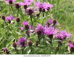 Attēlu rezultāti vaicājumam “Centaurea phrygia flower”