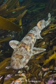 Image result for Haploblepharus edwardsii