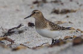Image result for Calidris bairdii