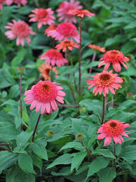 Attēlu rezultāti vaicājumam “Echinacea purpurea flower”