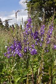 Image result for Campanula rapunculoides