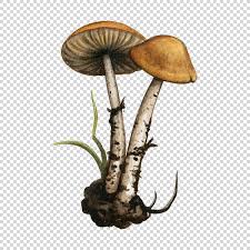 Attēlu rezultāti vaicājumam “Tricholoma album”