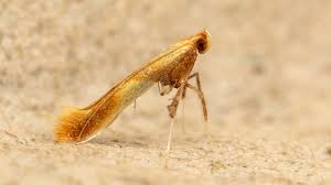 Attēlu rezultāti vaicājumam “Caloptilia hemidactylella”